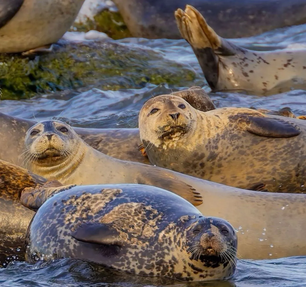 restaurant-le-nocturne|Can You See Marine Wildlife Along the Great Ocean Road?